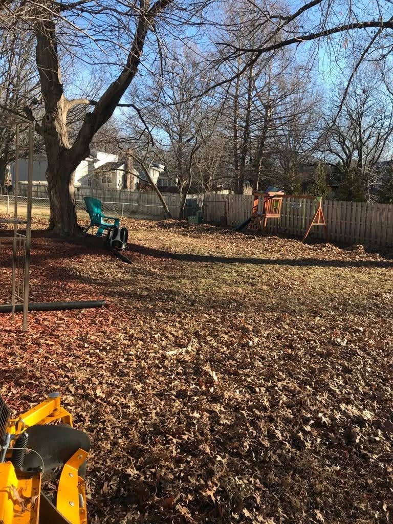 Before leaf cleanup - yard covered in leaves