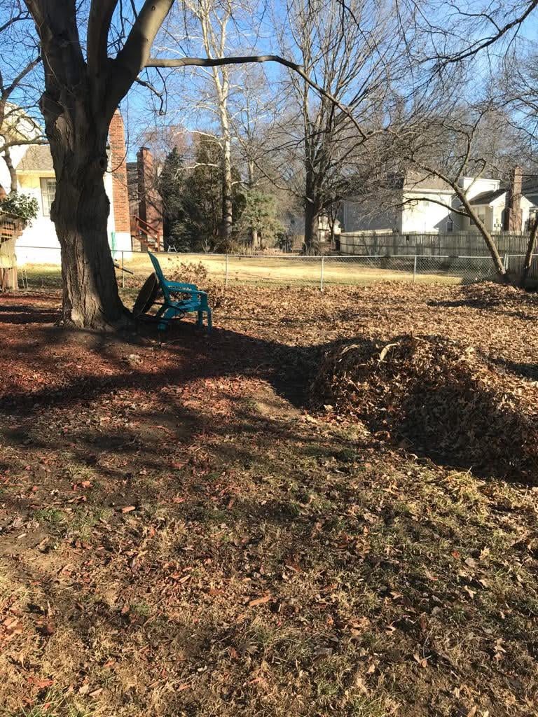 Leaves gathered near tree during cleanup