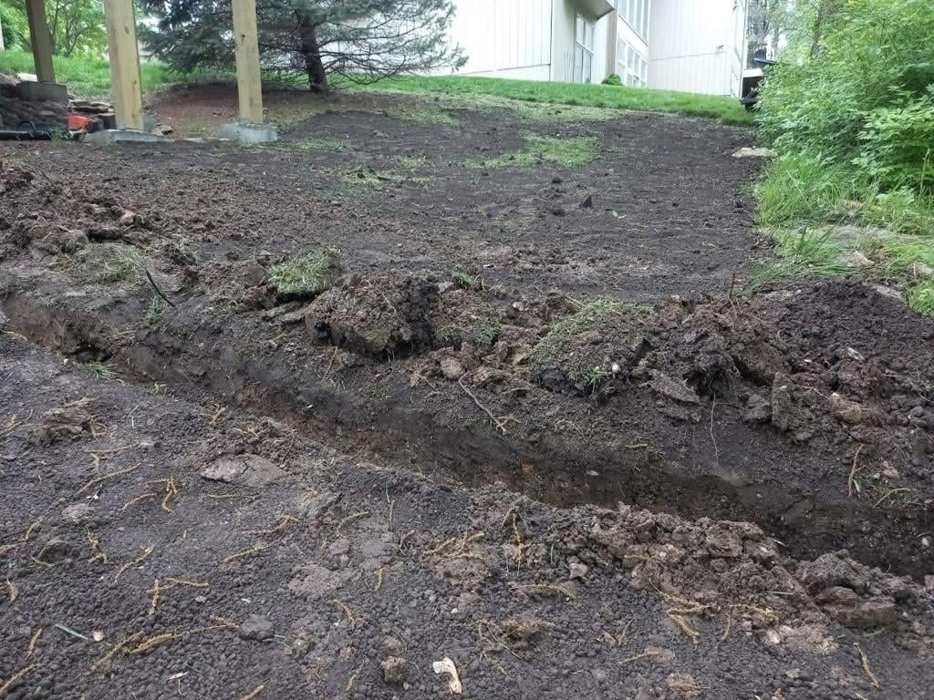 Fresh green grass growing in backyard after seeding