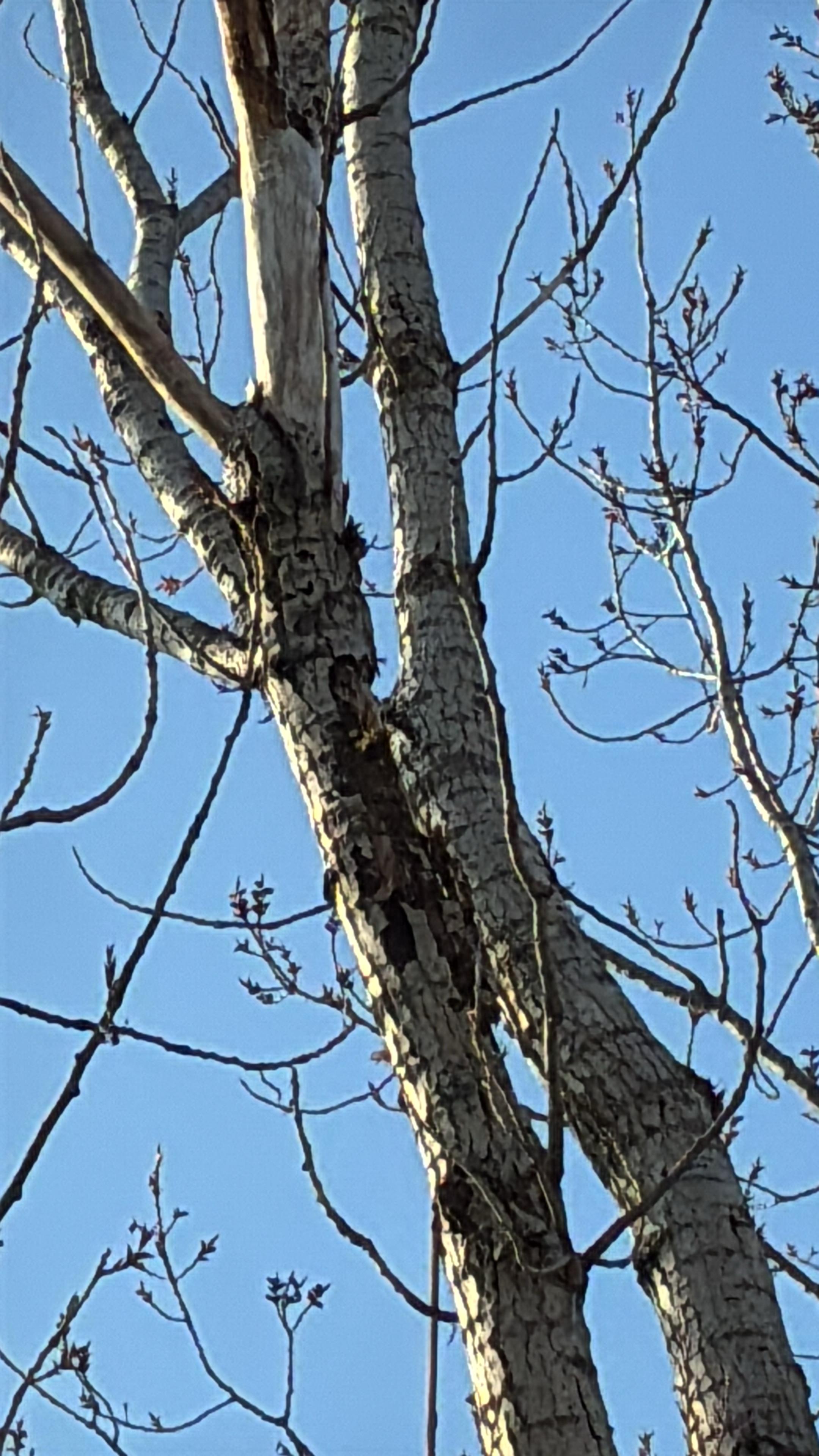 Tree branches close up