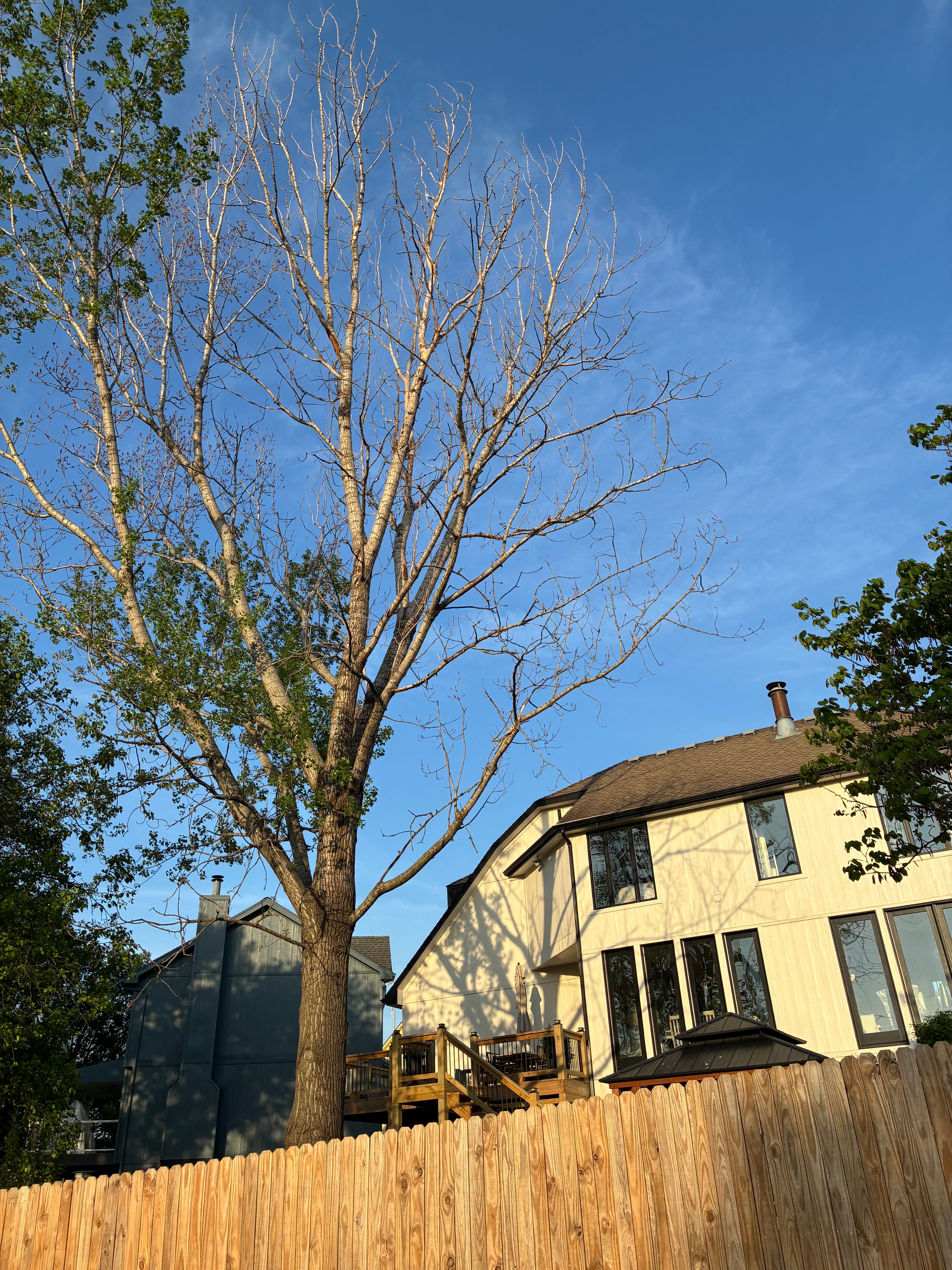 Dead tree before removal