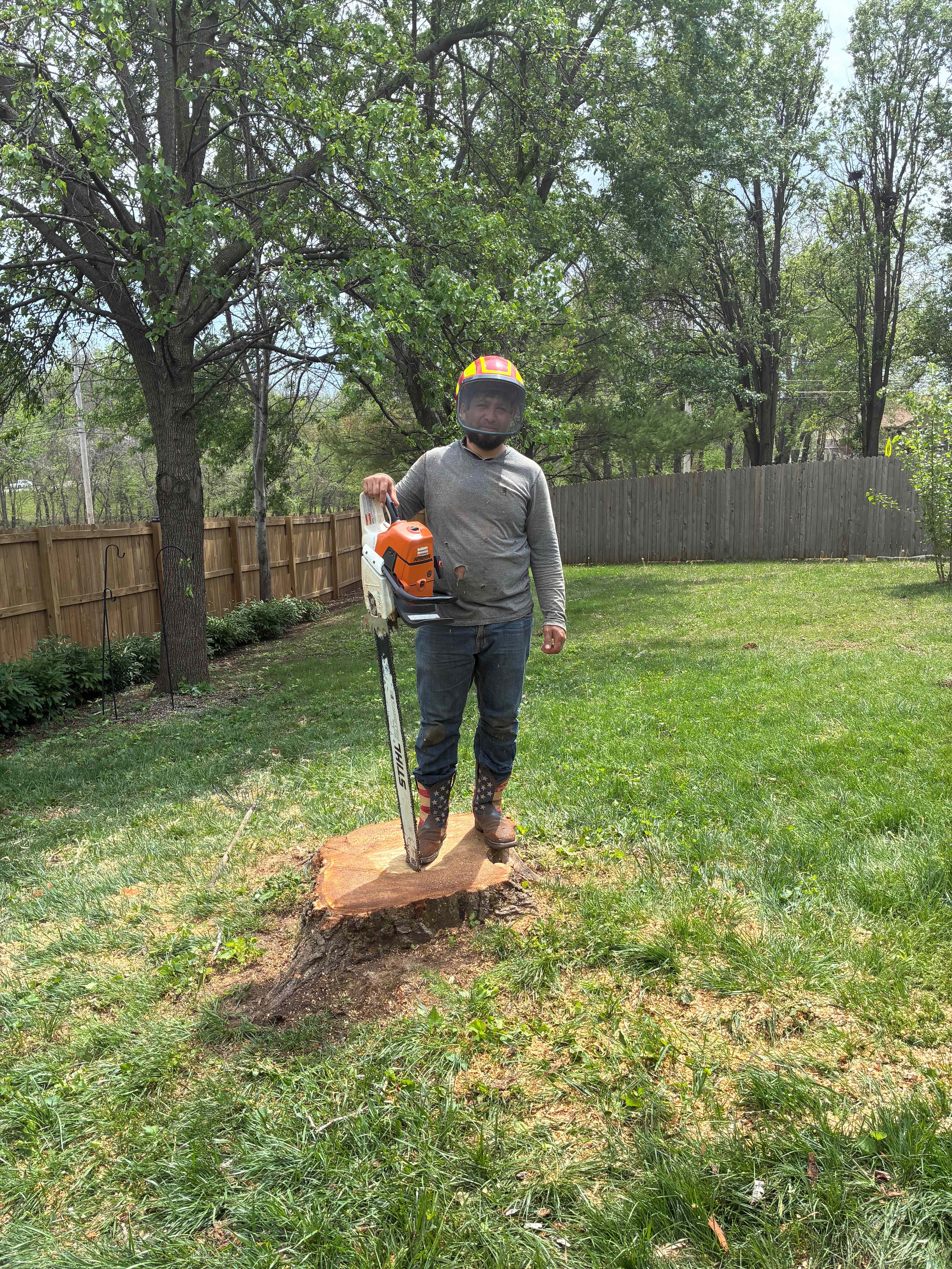 Completed tree removal job